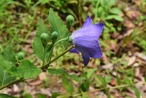 kikyou,hana