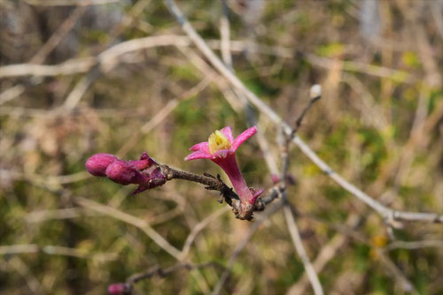Flowering trees in Japan in January