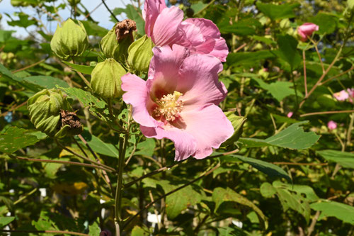 花の時期,フヨウ,種類,ふよう