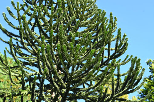 ちりーまつ,植物
