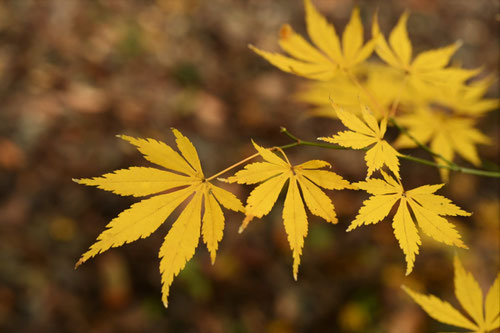 イロハモミジとは,黄色い葉,いろはかえで
