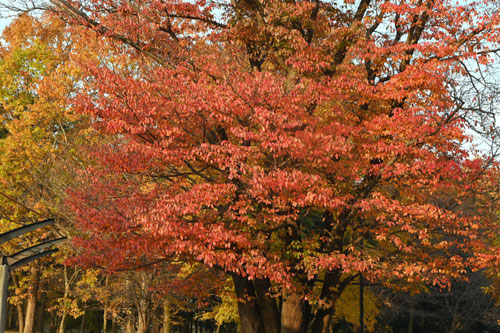 山桜の紅葉,樹木,やまざくら,ヤマザクラ