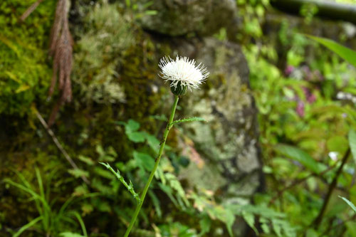 花が白いアザミ