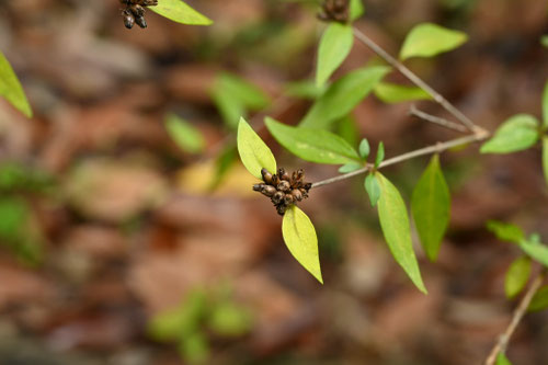 シチョウゲ,花木