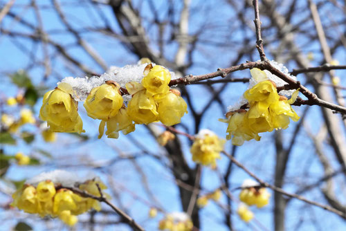 ソシンロウバイ,雪とそしんろうばい