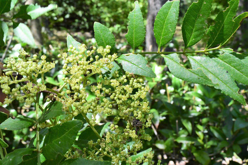 イヌザンショウの花,いぬざんしょう,特徴