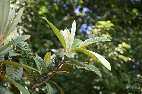 枇杷,びわの木,新芽,ビワの木