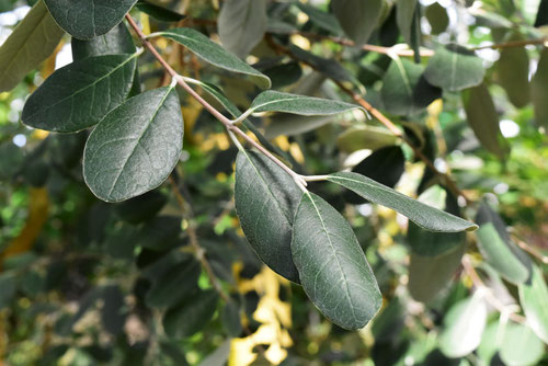 feijoa leaf