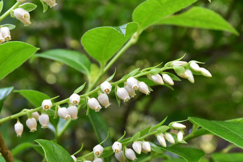 香りのある木,かおりがある植物