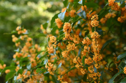 金木犀,きんもくせい,花言葉,キンモクセイ