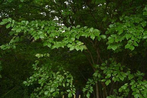 コクサギ,イモムシ,アオムシ