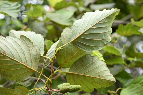 やまはんのき,植物,ヤマハンノキ
