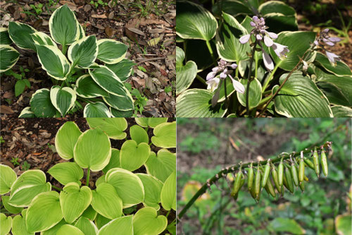 グランドカバーにおすすめの植物,種類