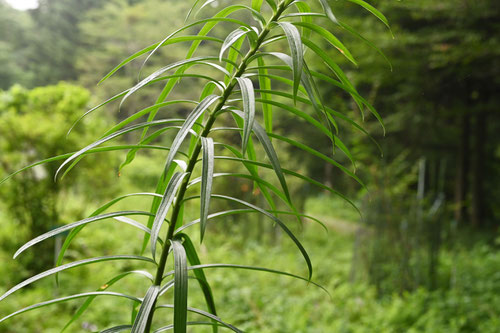 葉っぱ,茎