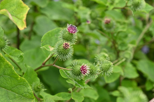 牛蒡,植物