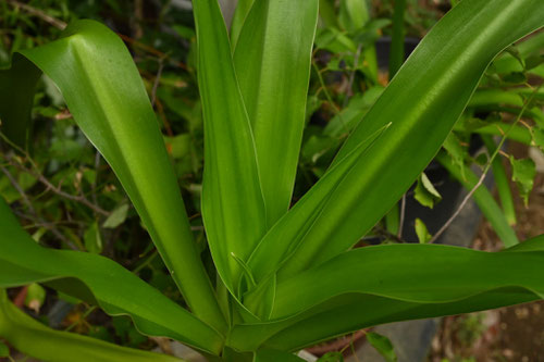 浜木綿,植物,浜万年青,はまおもと