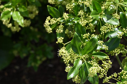 Climbing euonymus,flower