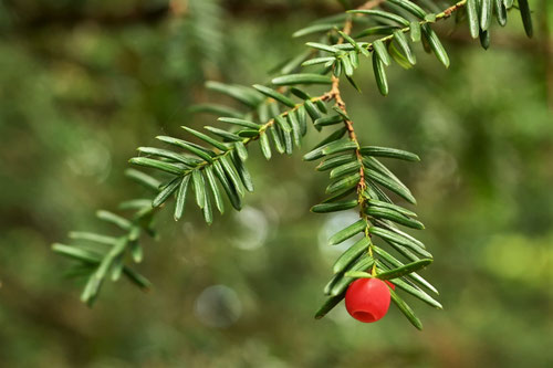 ひかげにおすすめの木