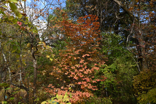 サラサドウダンの木,さらさどうだん,紅葉