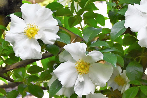 なにわいばら,花,ナニワイバラ