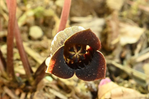 Asiasarum Root,Siebold's wild ginger