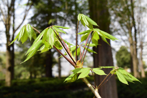 コシアブラの木とタラの芽,こしあぶら