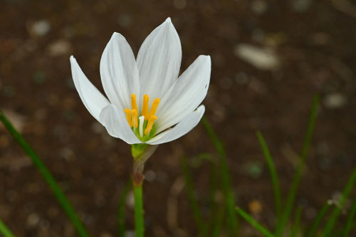 たますだれ,雌しべ,雄しべ,タマスダレ