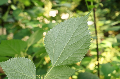 からむし,植物,葉