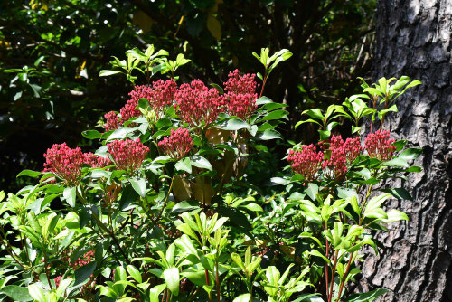 カルミアの木,アメリカシャクナゲ,ツボミ,かるみあ