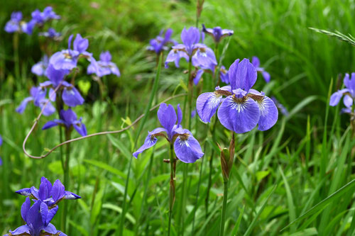 アヤメの開花期,あやめ