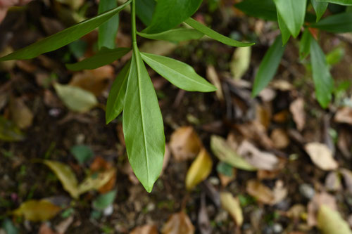 じんちょうげ,植木,ジンチョウゲ