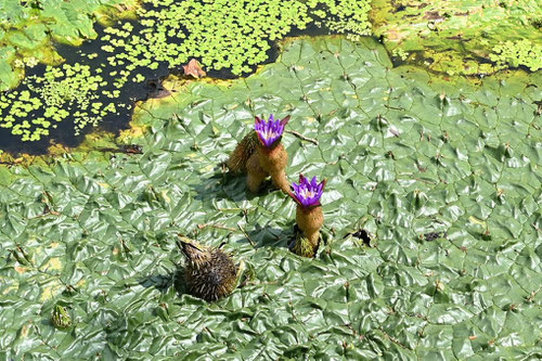 オニバスの果実,おにばす,鬼蓮,植物