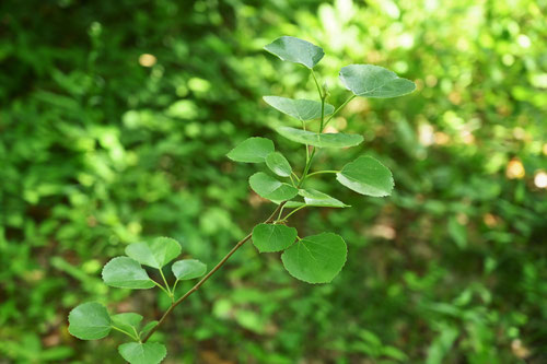 Yamanarashi aspen