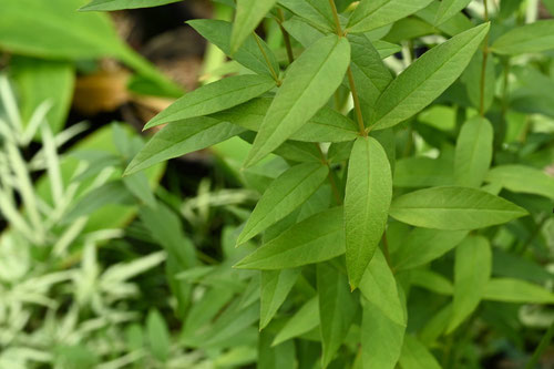 Yellow loosestrife,plants　
