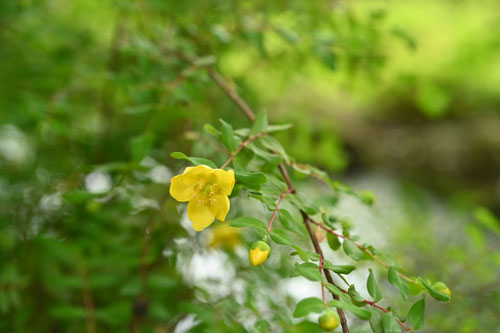 きんしばい,開花時期,キンシバイ