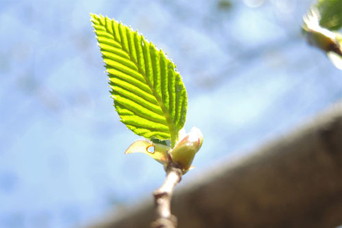 ヤシャブシの木の葉,やしゃぶし,植物