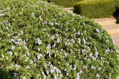 Flowering trees in February