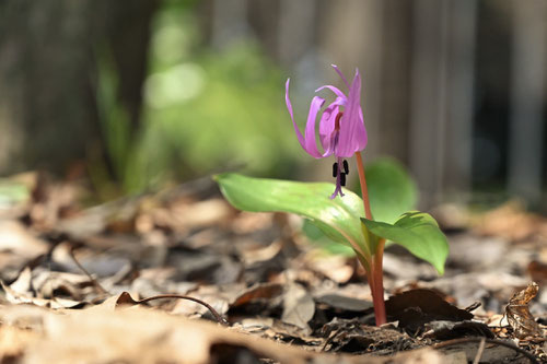 山野草 青紫色の花