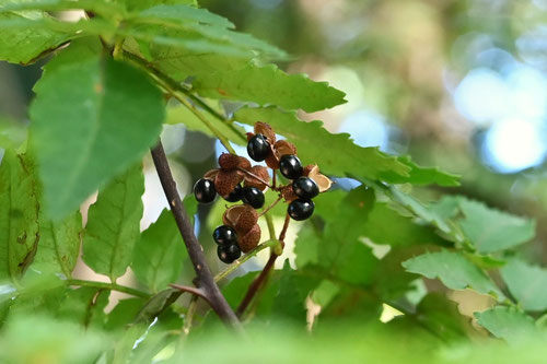 seeds of Japanese pepper tree