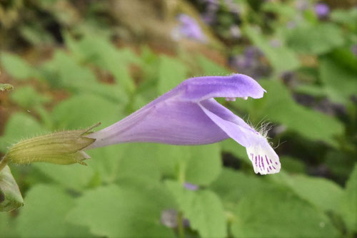 青紫の野草