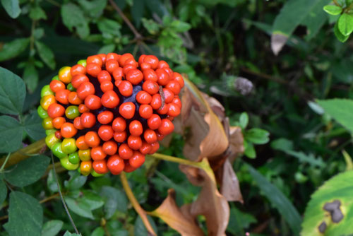 マムシグサ,まむしぐさ,蝮草の実