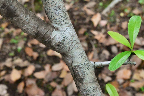 yellow firethorn,tree