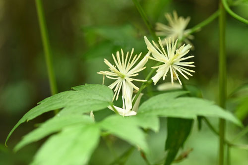 開花時期,ぼたんづる,ボタンヅル