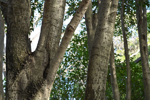 ギンモクセイ,銀木犀,fragrant white olive,trunk