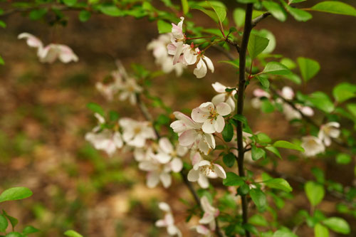 ハナカイドウ,たかなべかいどう,木の花