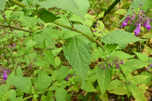 延命草,植物