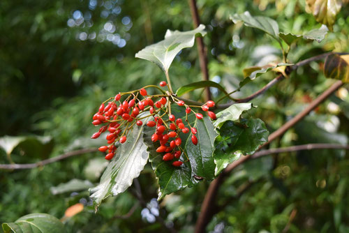 ハクサンボク,白山木,特徴,はくさんぼく