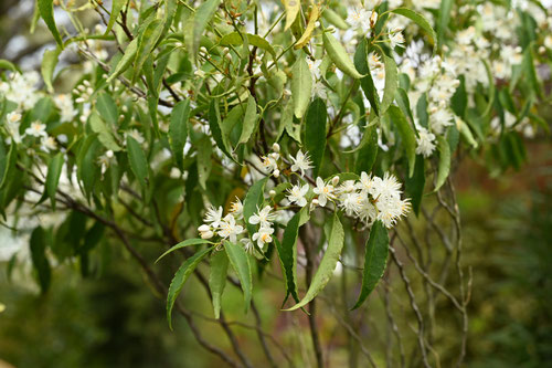 ハイノキの花 開花時期
