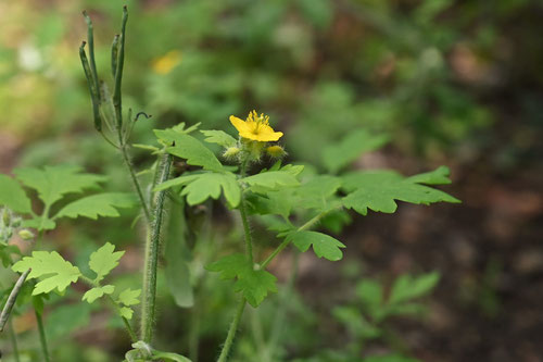 Swallow wort