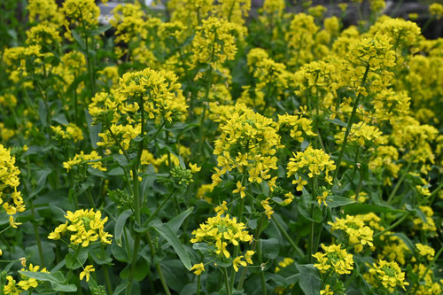 なのはな,油菜,アブラナ,菜の花,ナノハナ